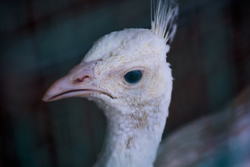 white peacock