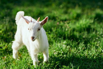 Obraz premium goat on green grass
