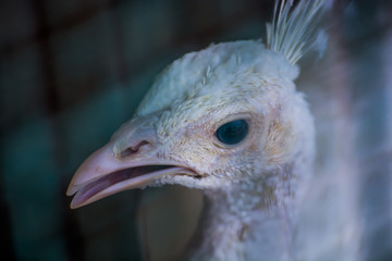 white peacock