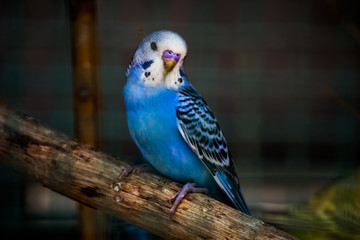 zoo birds