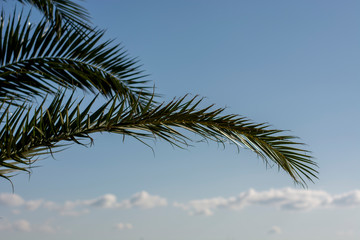 Fototapeta na wymiar blue sky and palm tree and leaves