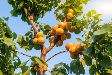 Ripe apricots in the orchard