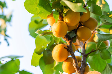 Ripe apricots in the orchard