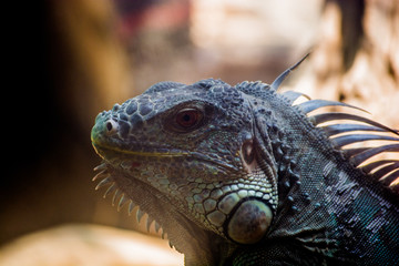 chameleon 