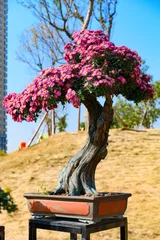  bonsai tree with lilac chrysanthemum flowers vertical composition © Freer