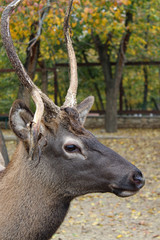 Deer, climb horns, deer in the park.