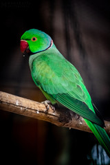 zoo parror