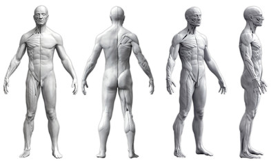 Obraz premium Human body anatomy of a man in four views isolated in white background - 3d render