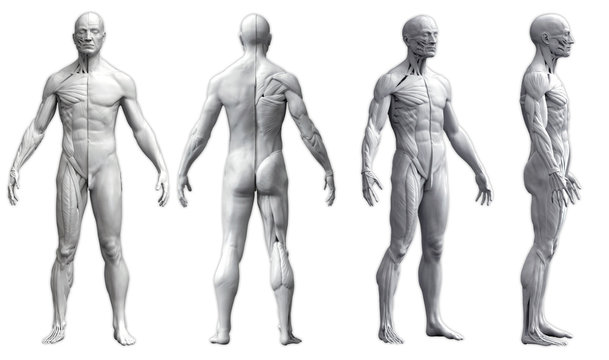 Human body anatomy of a man in four views isolated in white background - 3d render