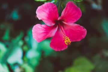Obraz premium deep pink hibiscus flower shot at shallow depth of field
