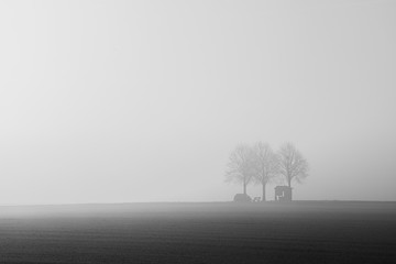 trees and car in the fog
