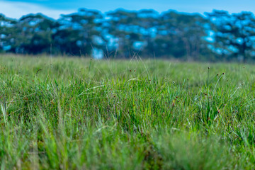 Beautiful views of the grass flowers field with green pine trees background in the windy morning. Soft focus. Nature background concept.