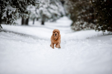 ocker spaniel in the winter forest