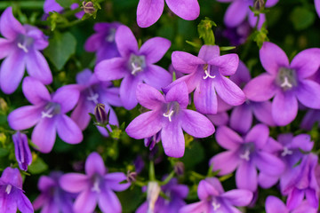 Campanula im Frühling