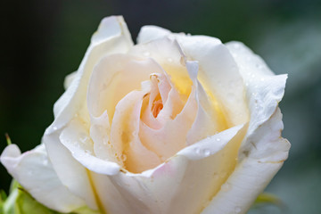 Tau auf weißer Rose - ganze Blüte