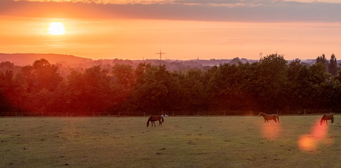 Panorama Sonnenuntergang hinter Pferdewiese mit Pferden und Lensflare
