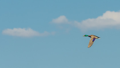 wild duck male in flight on blue sky