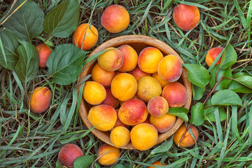Organic apricots in a wooden bowl