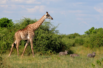 giraffe in the chobe national park (botswana)