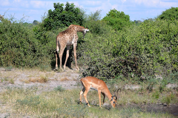 giraffe in the chobe national park (botswana)
