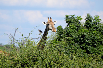 giraffe in the chobe national park (botswana)