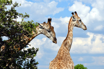 giraffe in the chobe national park (botswana)