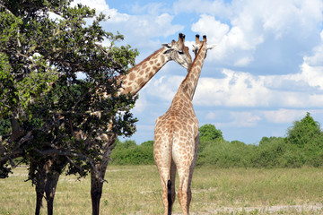 giraffe in the chobe national park (botswana)