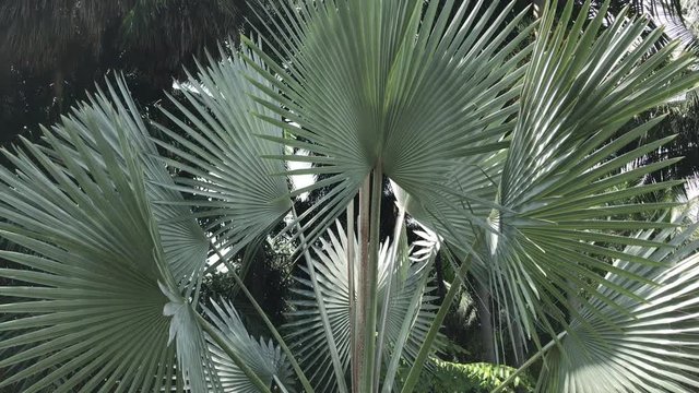 Nurture nature. Green palm leaves in the daytime. Copy space. Close up of green palm foliage in the tropical forest. Floral jungle pattern background. Nature and plant concept. 
