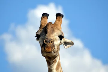 Badezimmer Foto Rückwand giraffe in the chobe national park (botswana) © fmb