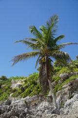 Fototapeta na wymiar Carribean palm tree
