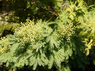 (Acacia dealbata) Silver wattle or winter mimosa in Provence with blue-green and silvery grey...