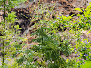 Silver wattle or winter mimosa (Acacia dealbata)