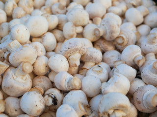 champignon mushrooms close up. farming mushrooms champignons. A lot of champignon mushrooms. View from above.