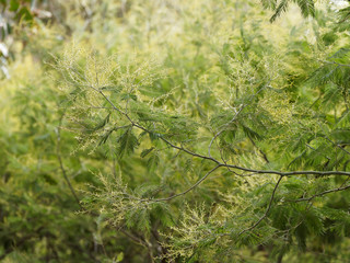 (Acacia dealbata) Silver wattle or winter mimosa in Provence with blue-green and silvery grey...