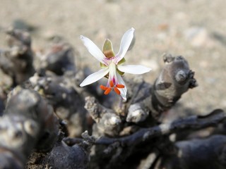 Colorful desert flower of Namibia.