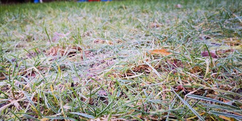 autumn leaves on grass