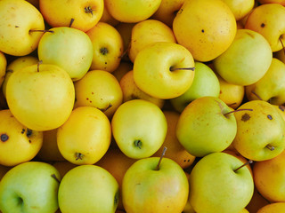 yellow apples close-up. Farm for growing apples. Many apples. View from above.