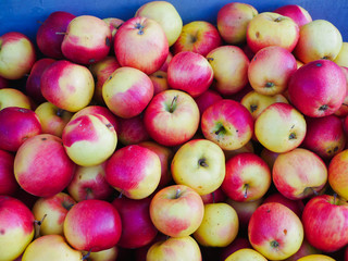 red apples close up. Farm for growing apples. Many apples. View from above.