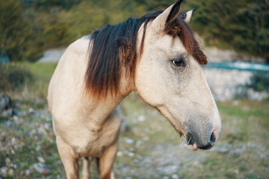 portrait of a horse