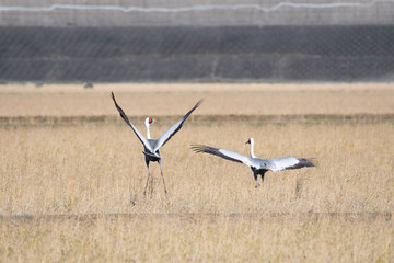 White-naped cranes dancing in Izumi city, Kagoshima prefecture, Japan