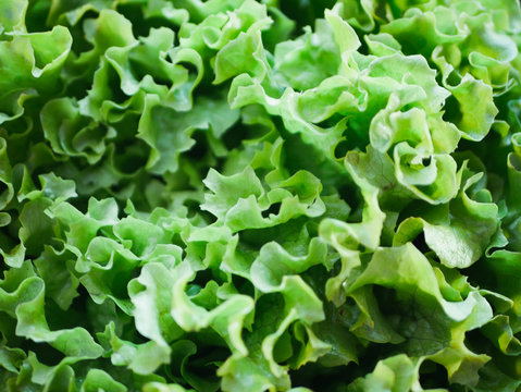 Green Salad Close-up. Green Salad Farming. Lots Of Green Salad. View From Above.