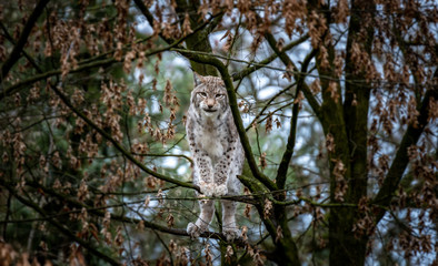 Luchs im Baum 
