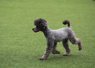 Happy puppies in a private playground