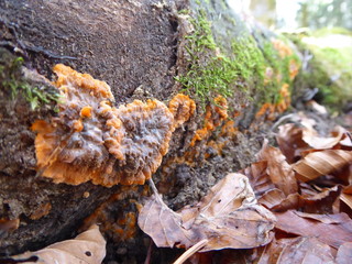 Moss and lychen on trees.