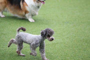 Happy puppies in a private playground