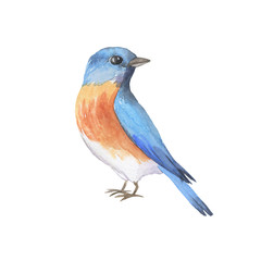 Eastern bluebird isolated on white background. Hand drawn watercolor illustration.