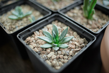 succulent plant and gravel in a pot