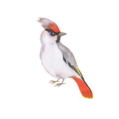 Waxwing bird isolated on white background. Hand drawn watercolor illustration.