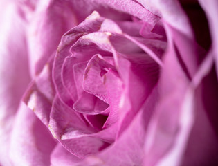 Beautiful rose flower as a background