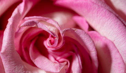 Fototapeta na wymiar Beautiful rose flower as a background